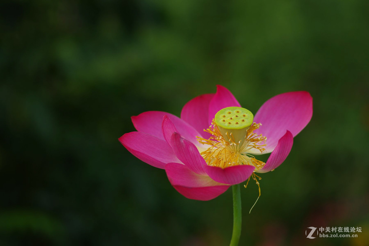 莲花公园拍荷花，请老师们拍砖！