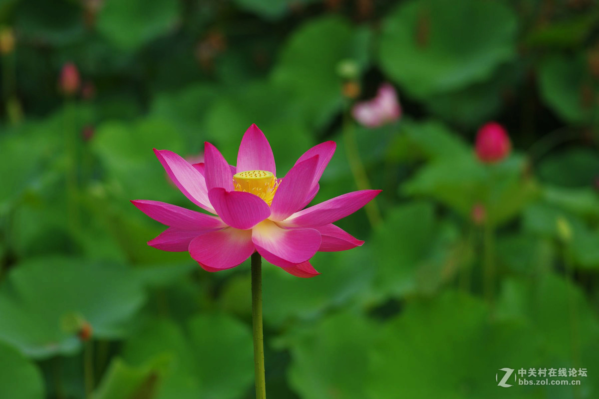 莲花公园拍荷花，请老师们拍砖！