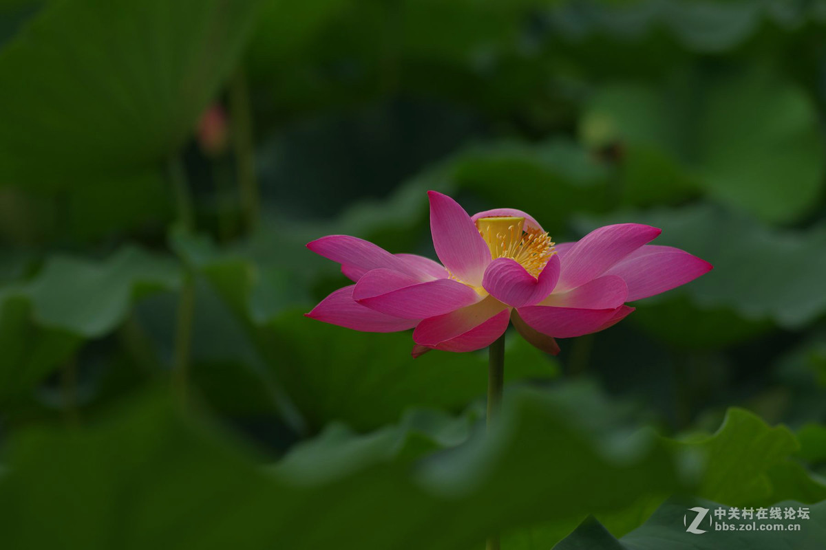 莲花公园拍荷花，请老师们拍砖！