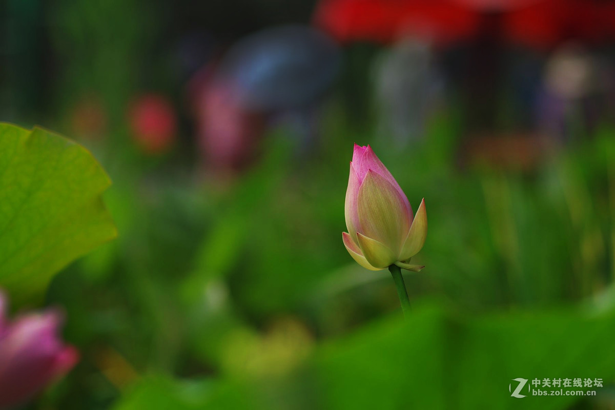 莲花公园拍荷花，请老师们拍砖！