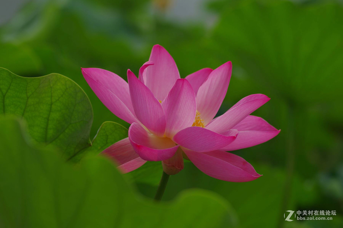 莲花公园拍荷花，请老师们拍砖！