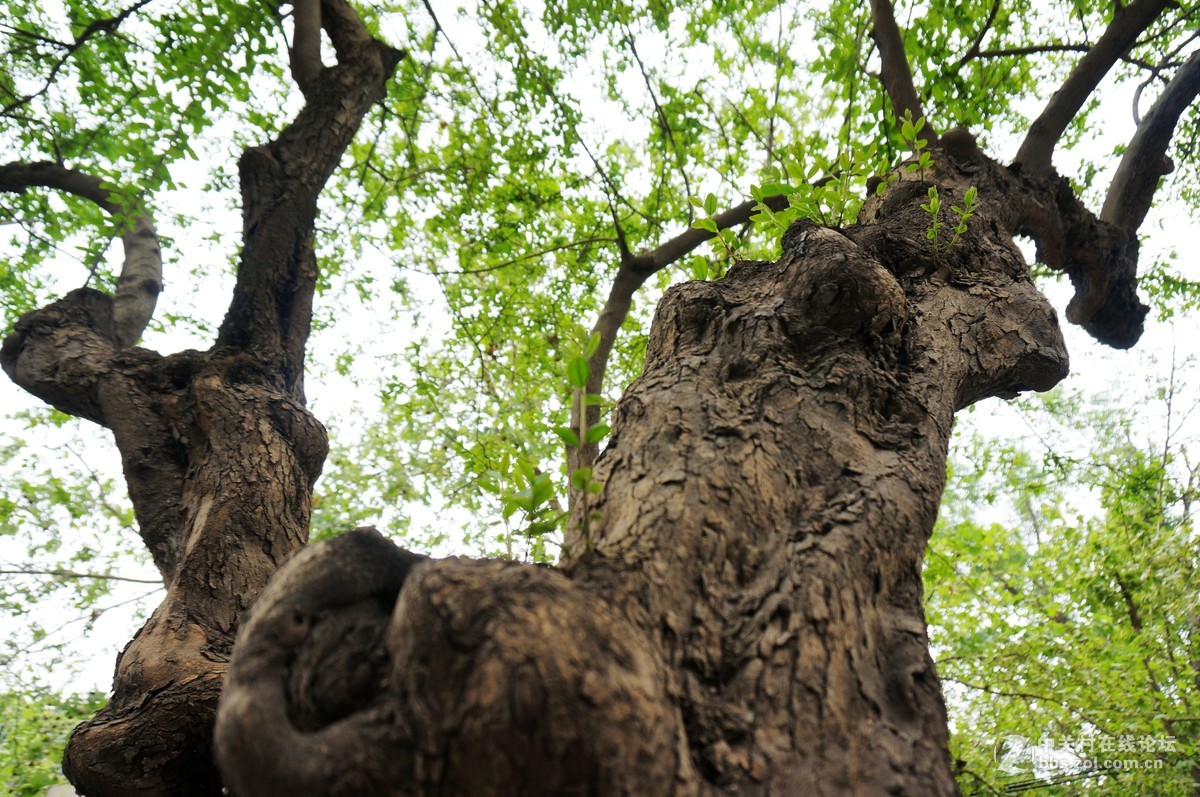 形状怪异的一颗树