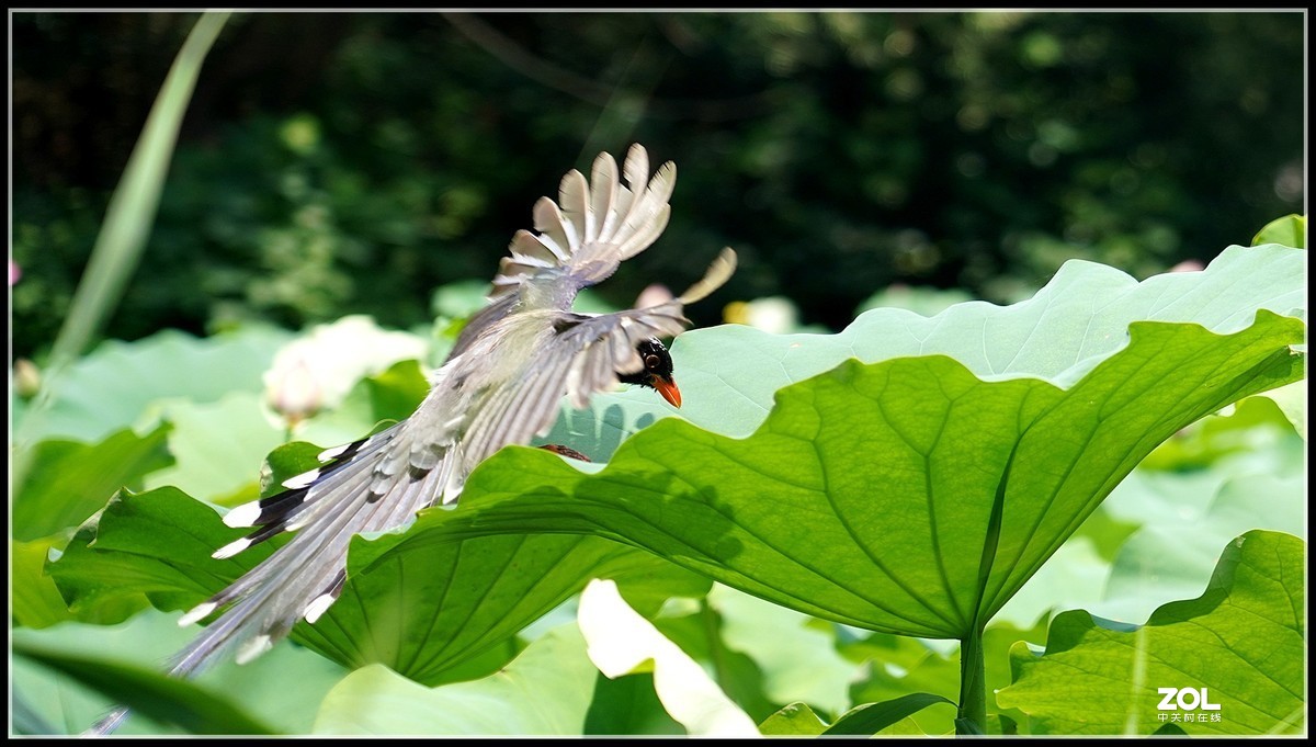 红嘴蓝鹊  2 索尼24-105镜头也可以打鸟喔