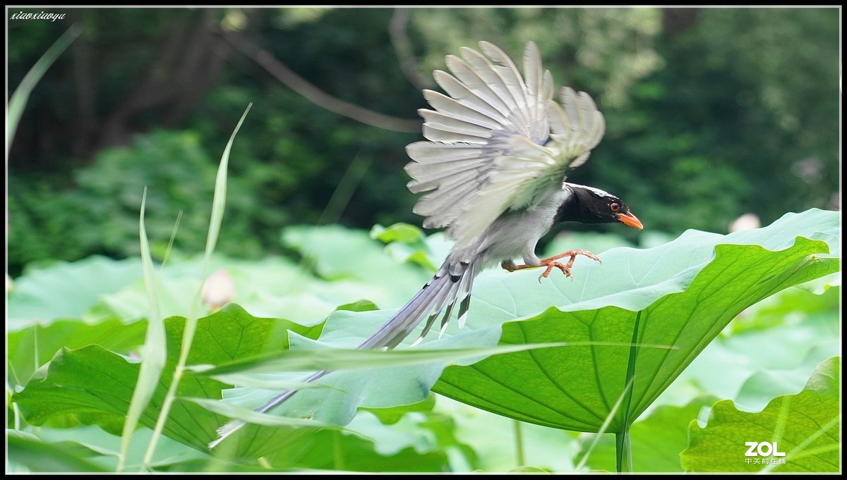 红嘴蓝鹊  2 索尼24-105镜头也可以打鸟喔