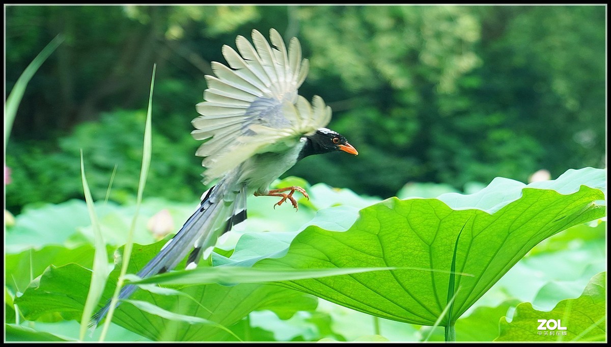 红嘴蓝鹊  2 索尼24-105镜头也可以打鸟喔