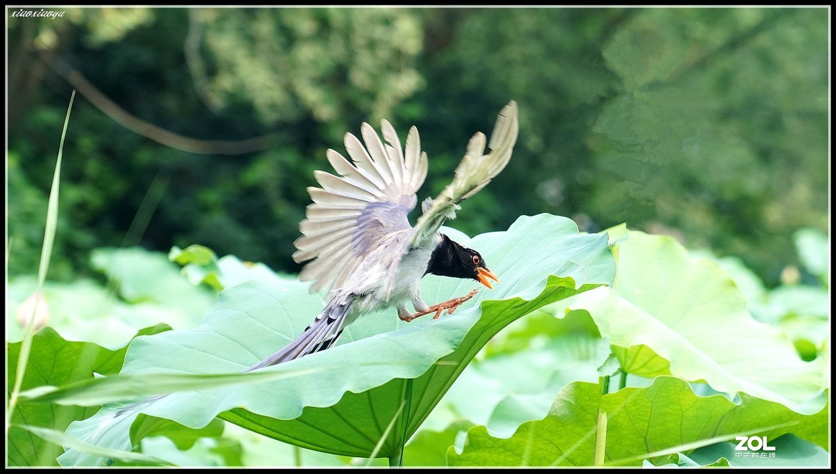 红嘴蓝鹊  2 索尼24-105镜头也可以打鸟喔