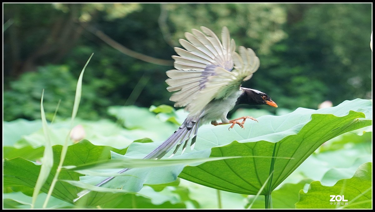 红嘴蓝鹊  2 索尼24-105镜头也可以打鸟喔