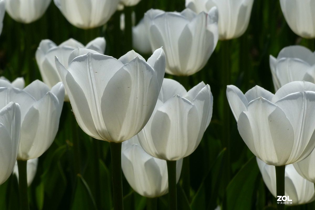 迷醉郁金香（3）