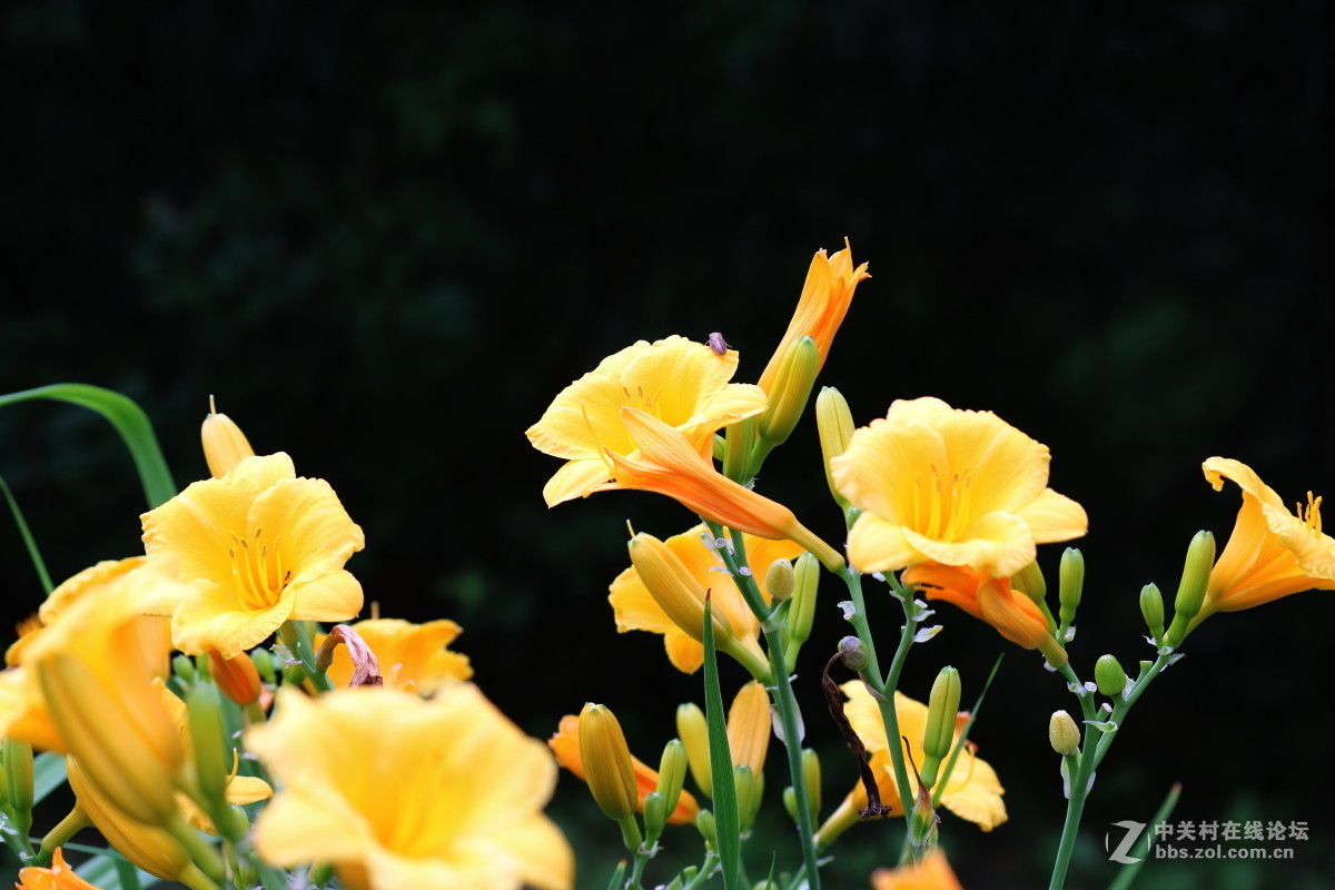 公园拍滴花花。。欢迎光临