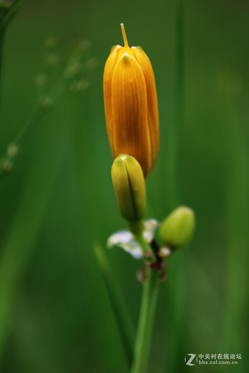 公园拍滴花花。。欢迎光临