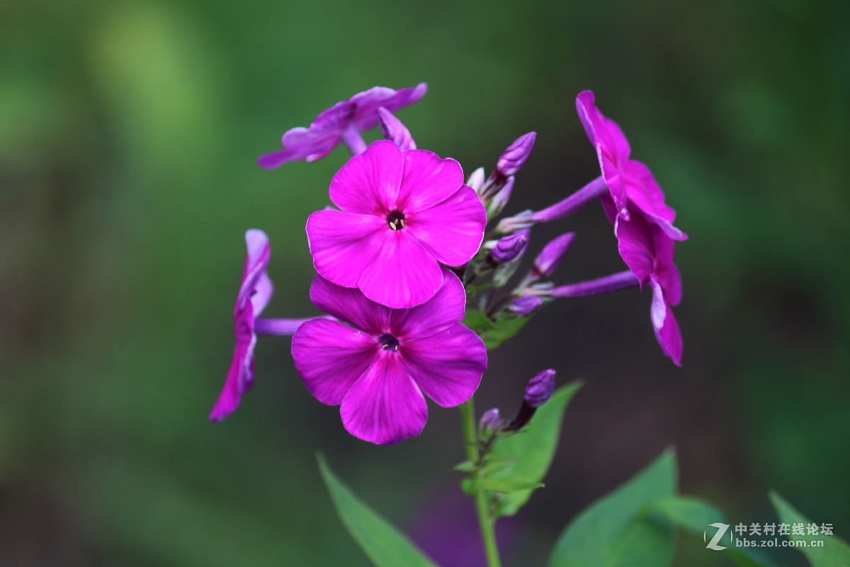 公园拍滴花花。。欢迎光临