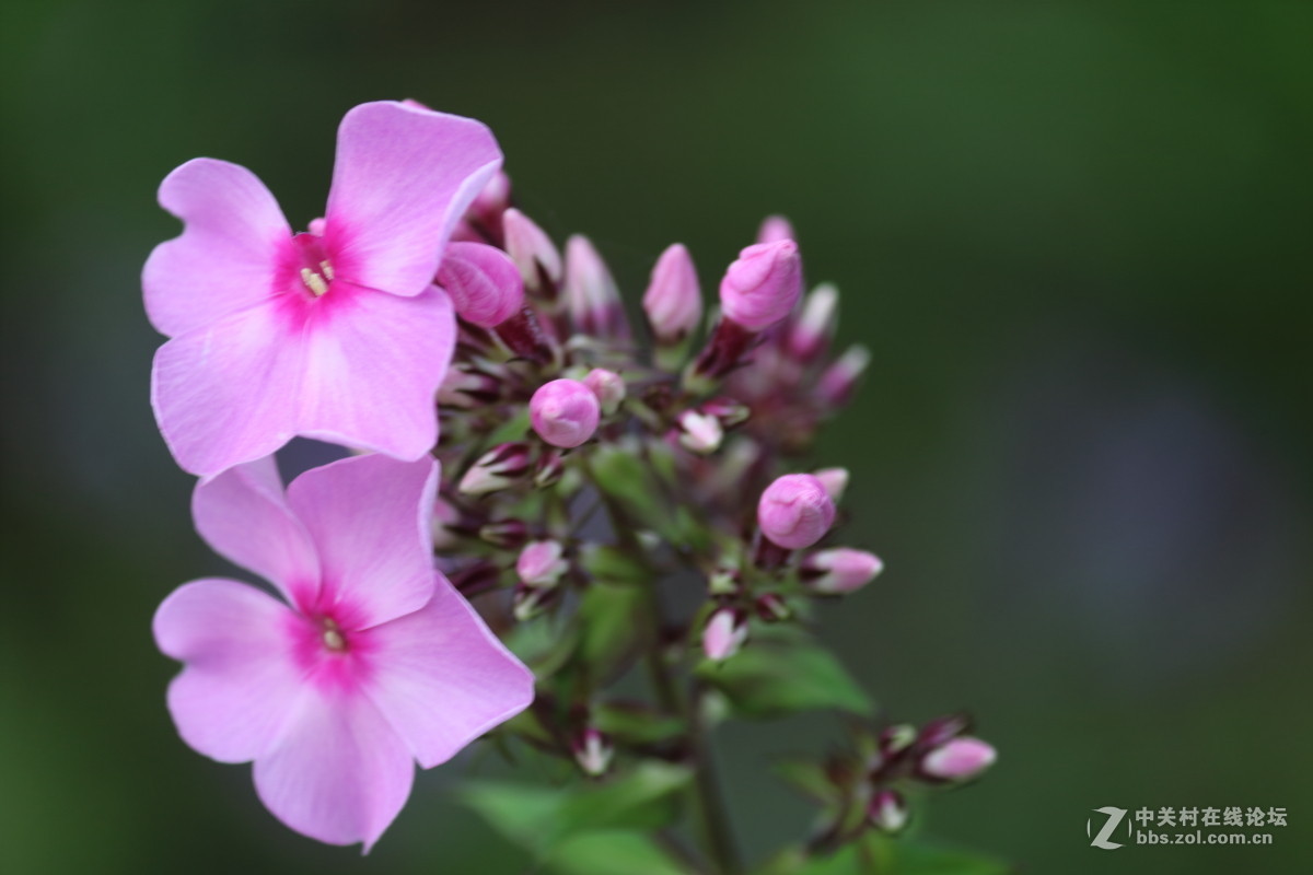 公园拍滴花花。。欢迎光临