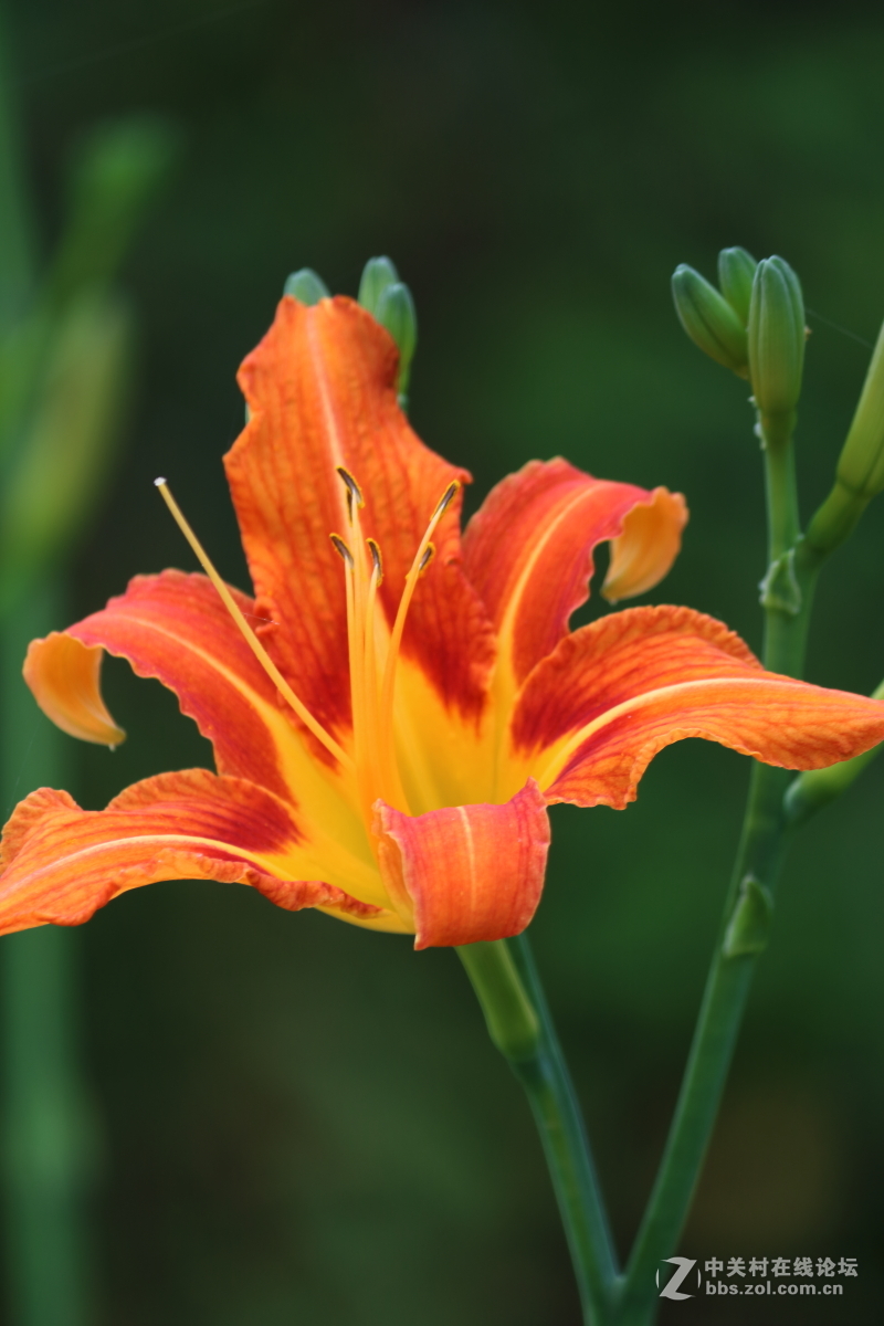 公园拍滴花花。。欢迎光临