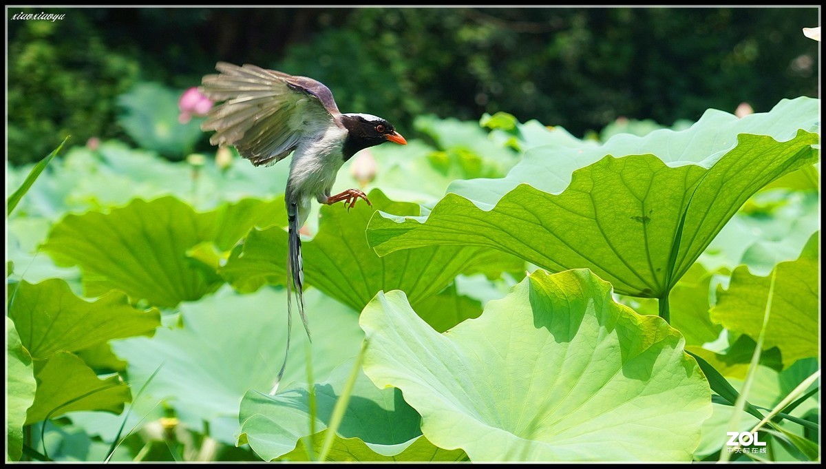 红嘴蓝鹊  2 索尼24-105镜头也可以打鸟喔