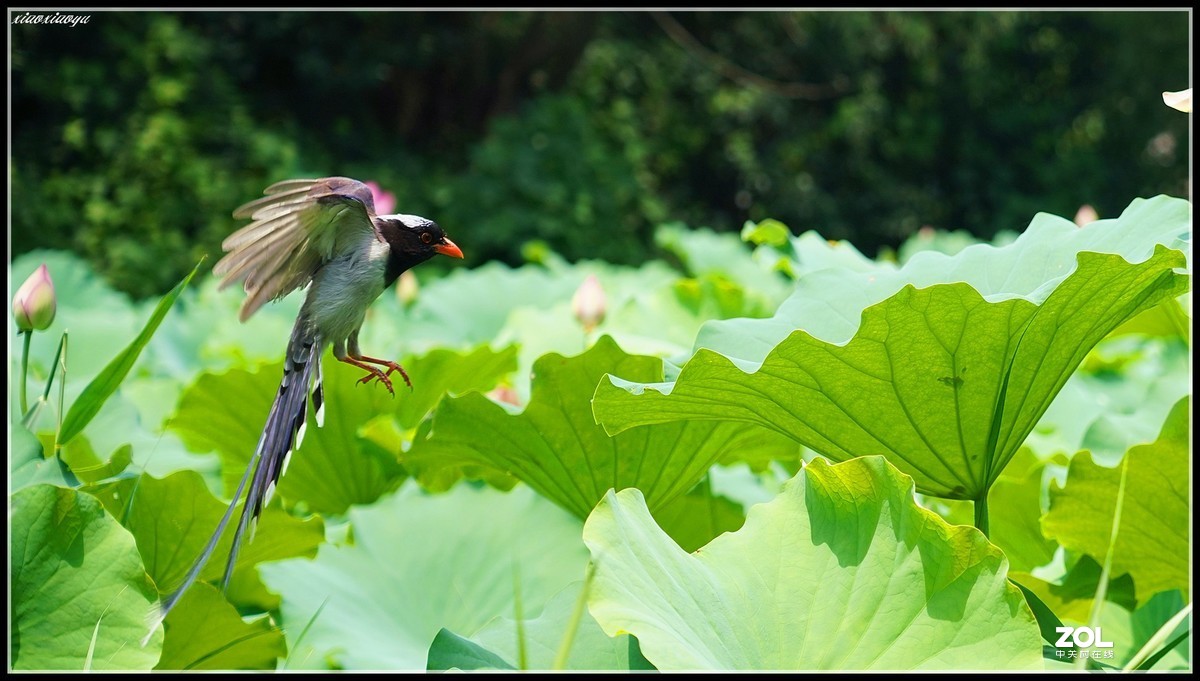 红嘴蓝鹊  2 索尼24-105镜头也可以打鸟喔
