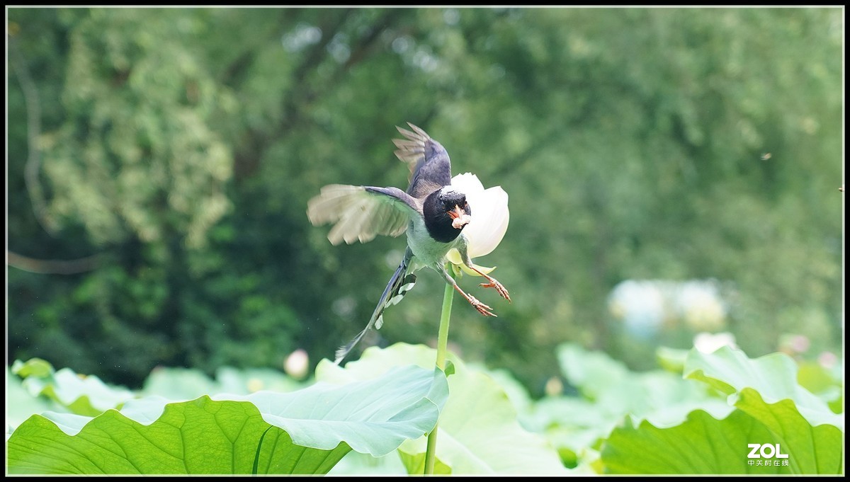 红嘴蓝鹊  2 索尼24-105镜头也可以打鸟喔