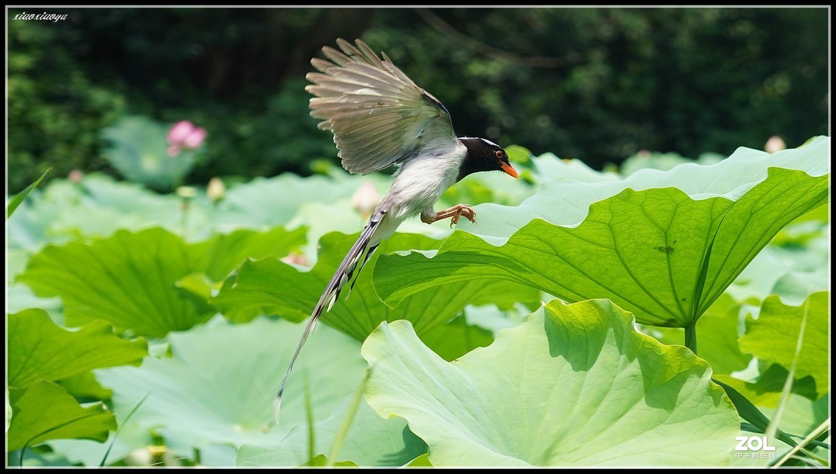 红嘴蓝鹊  2 索尼24-105镜头也可以打鸟喔