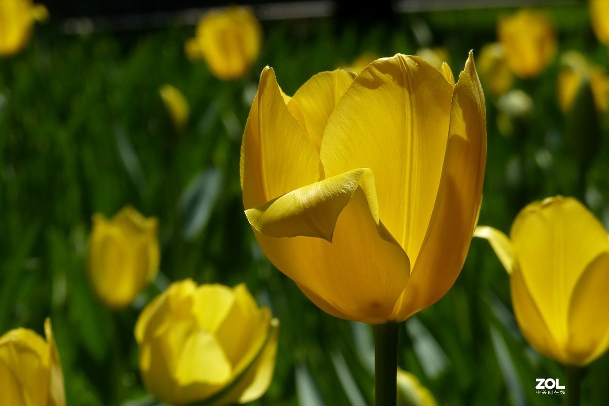 迷醉郁金香（3）