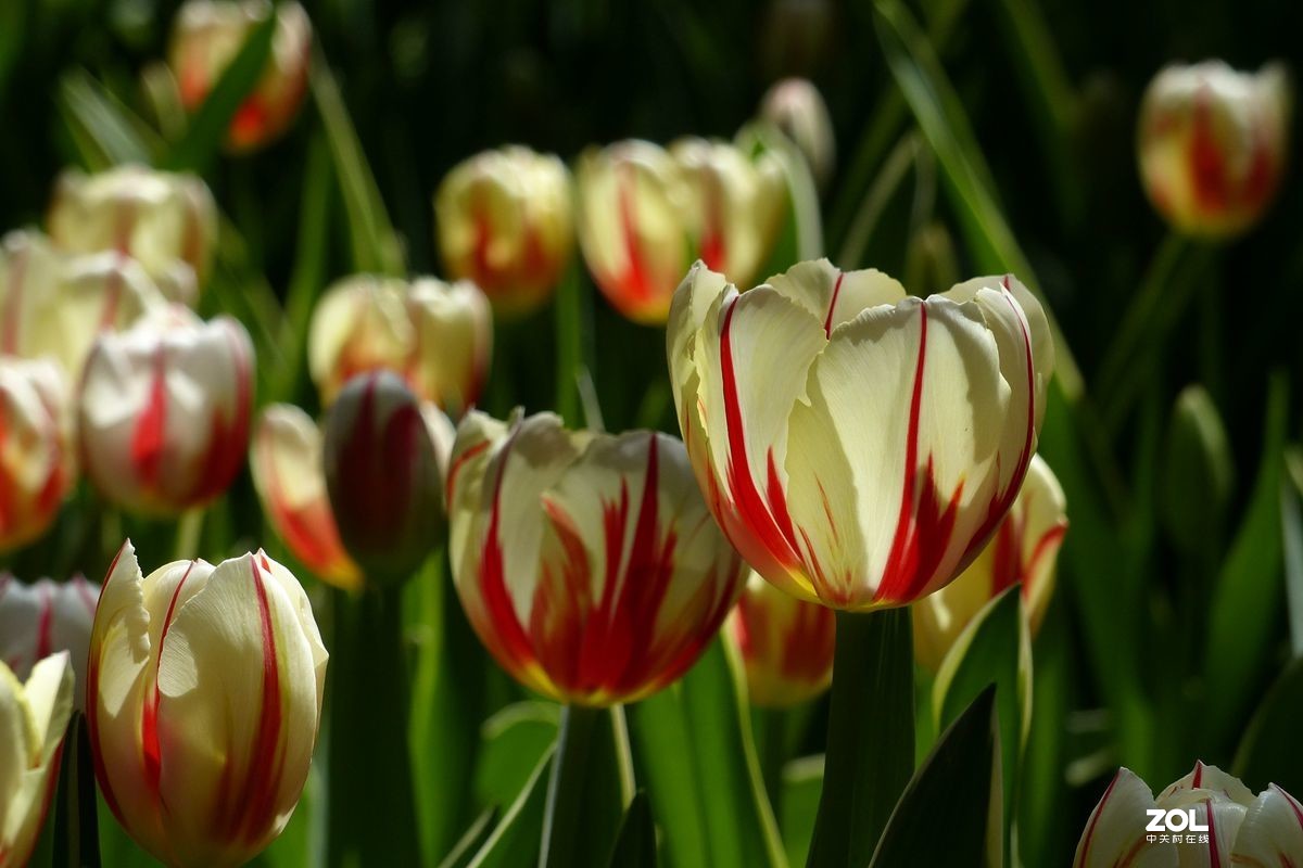 迷醉郁金香（3）