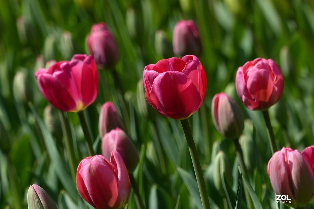 迷醉郁金香（3）