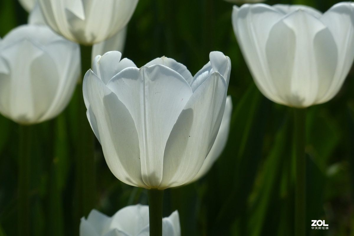 迷醉郁金香（3）