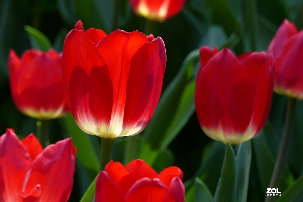 迷醉郁金香（3）