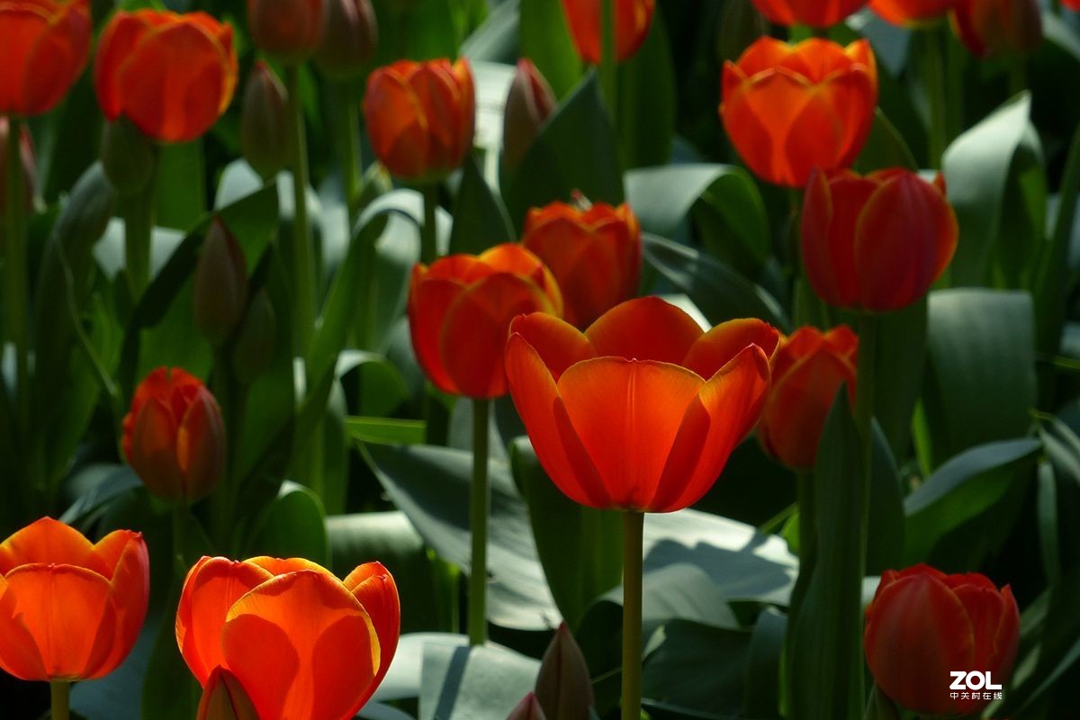 迷醉郁金香（3）