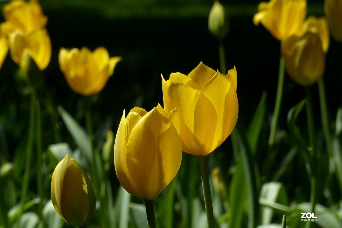 迷醉郁金香（3）