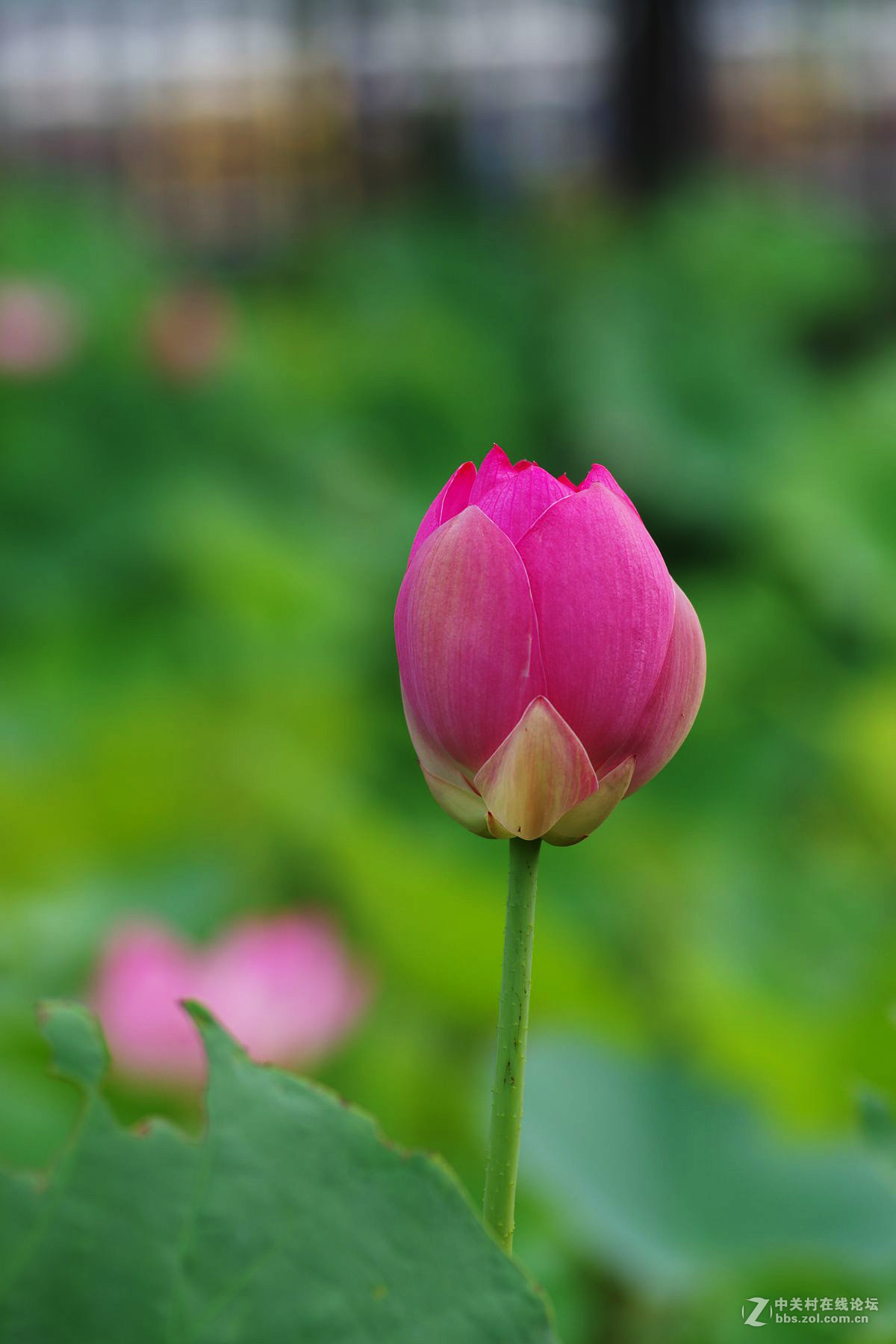 莲花公园拍荷花，请老师们拍砖！