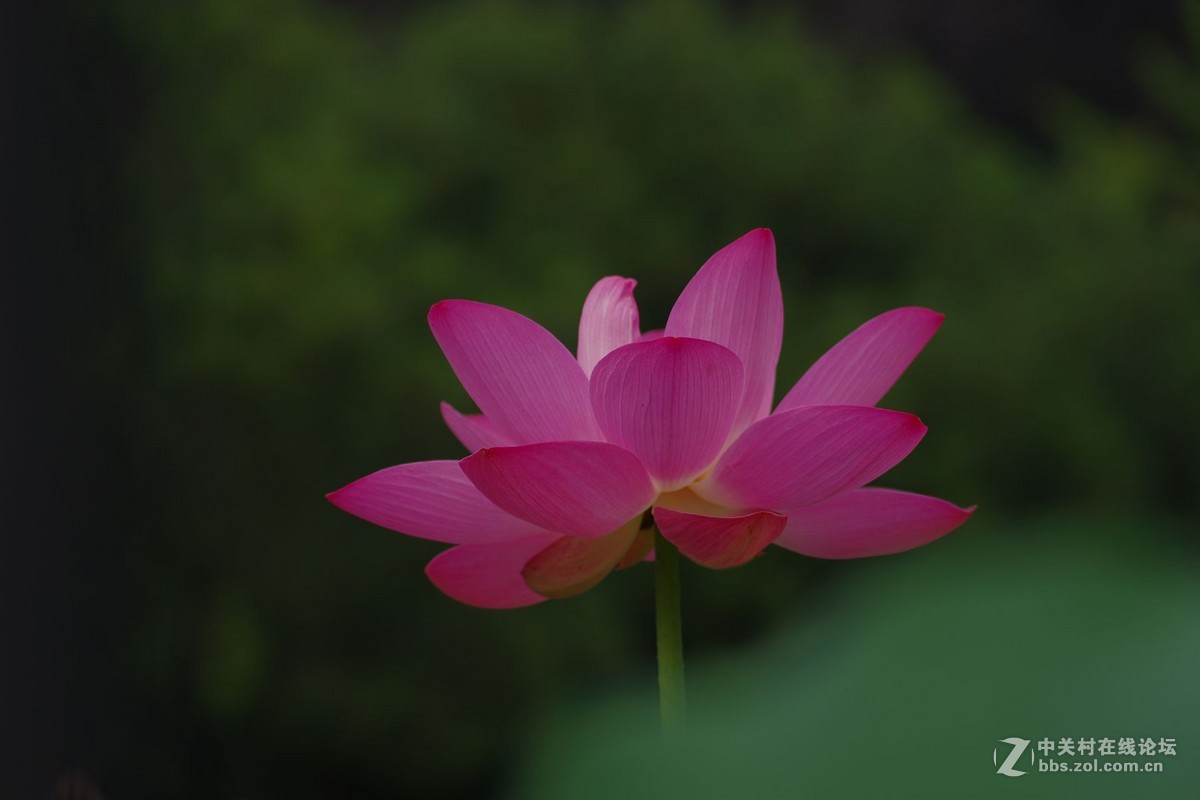 莲花公园拍荷花，请老师们拍砖！