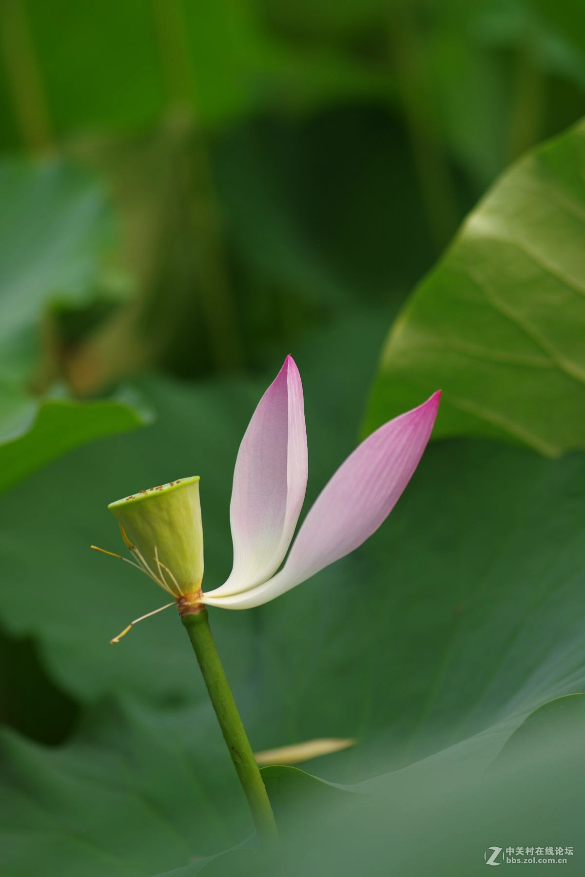 莲花公园拍荷花，请老师们拍砖！
