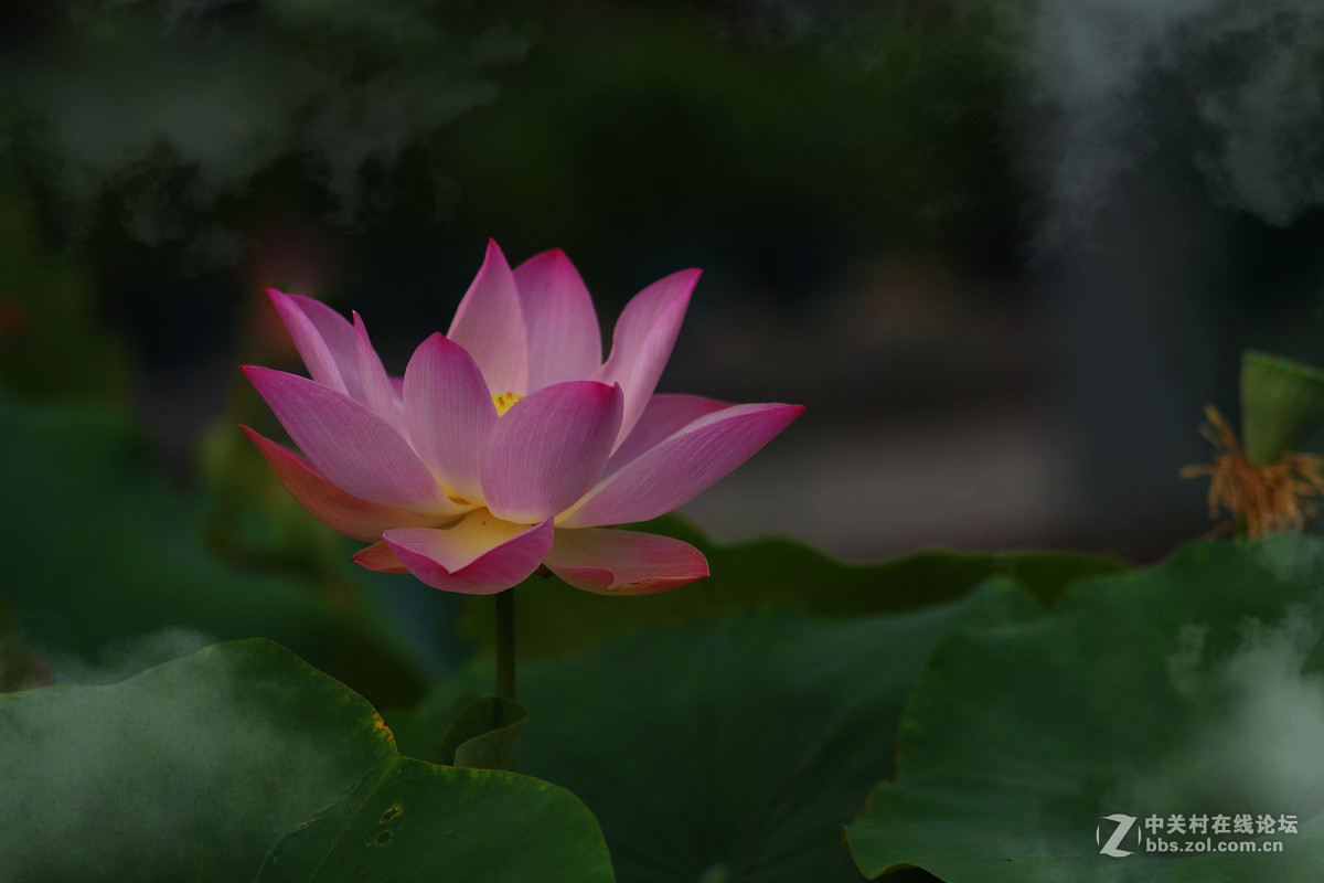 莲花公园拍荷花，请老师们拍砖！
