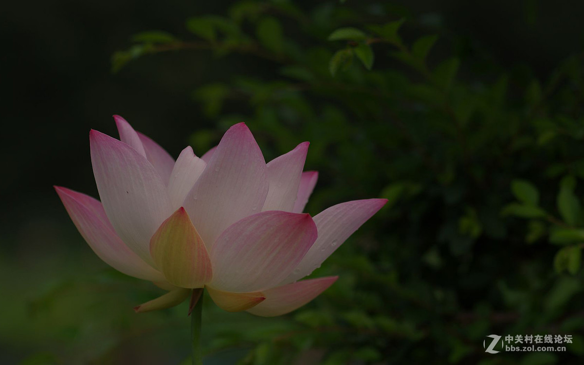 莲花公园拍荷花，请老师们拍砖！