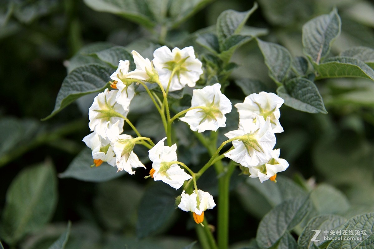 洋芋开花赛牡丹