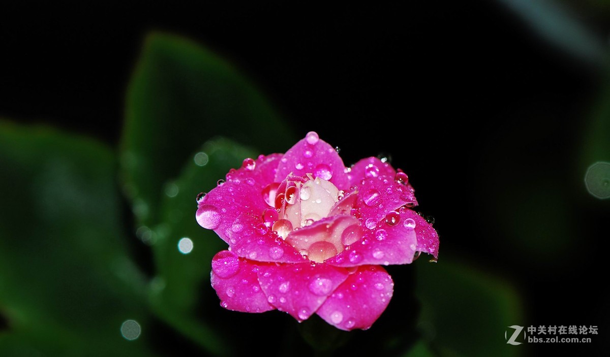 愿花长在人长寿