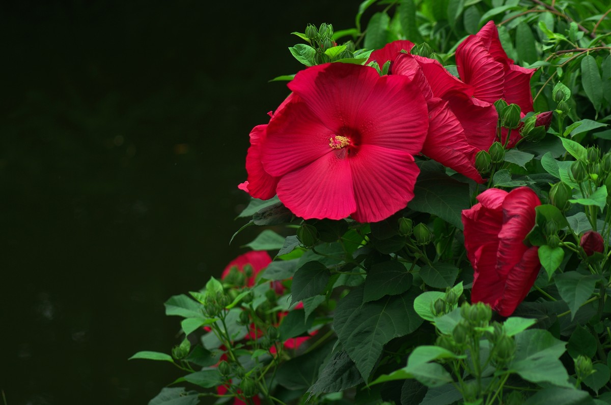 草芙蓉
