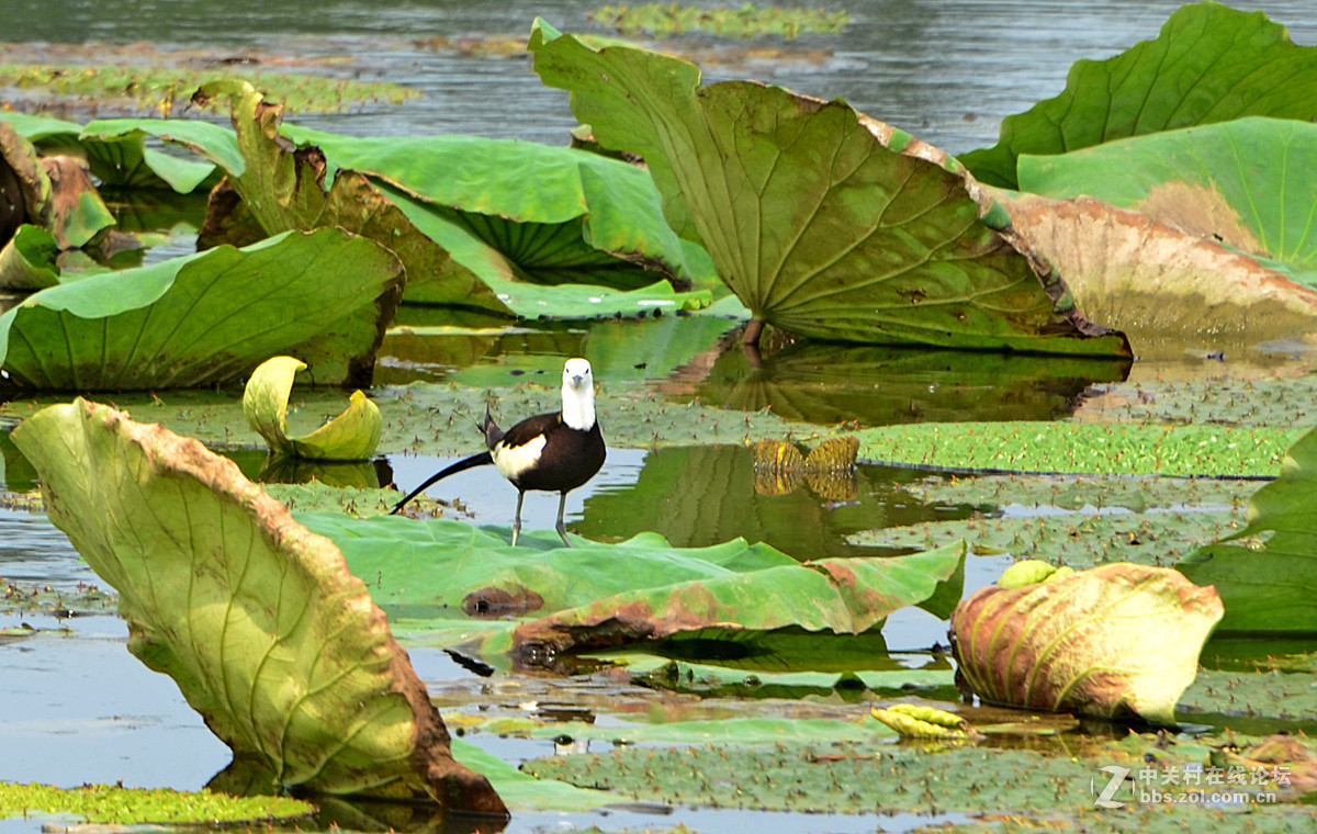 荷叶上的鸟