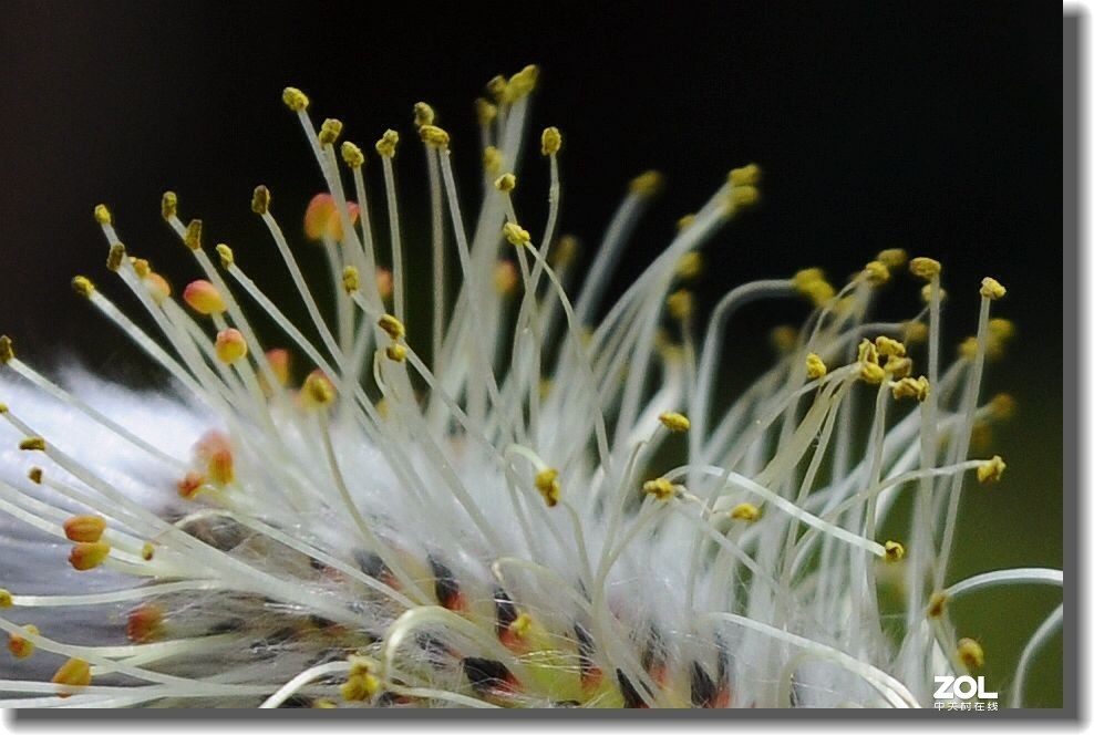 春天的植物 续