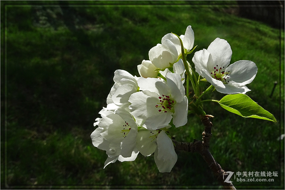 【  洁白的山梨花  】——HX400拍摄