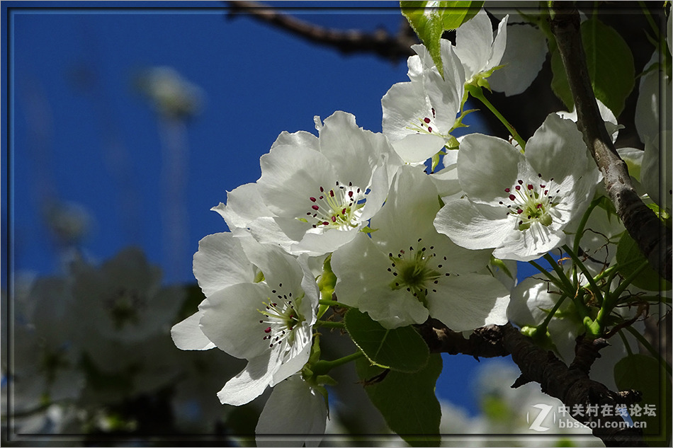 【  洁白的山梨花  】——HX400拍摄