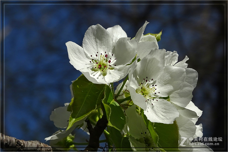 【  洁白的山梨花  】——HX400拍摄