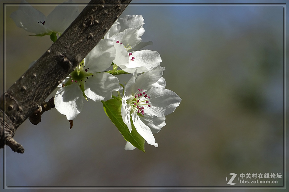 【  洁白的山梨花  】——HX400拍摄