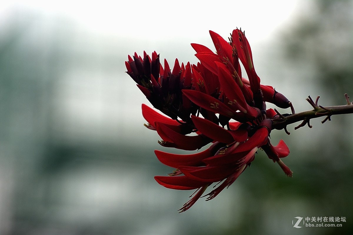 龍牙紅花雞冠刺桐花