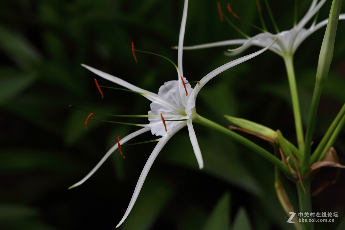 试镜一组花卉阴天随拍