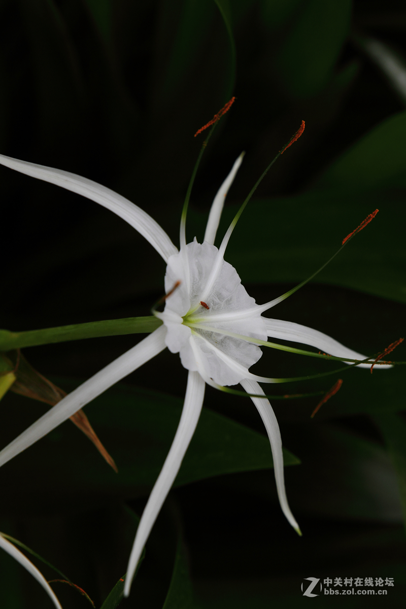 试镜一组花卉阴天随拍
