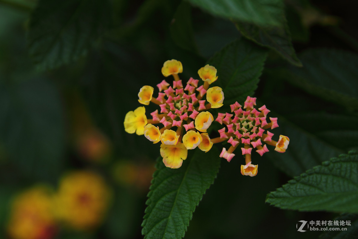 试镜一组花卉阴天随拍