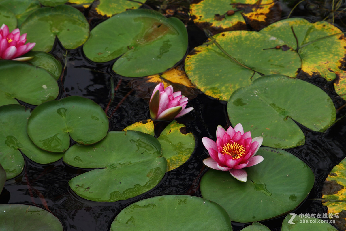 试镜一组花卉阴天随拍
