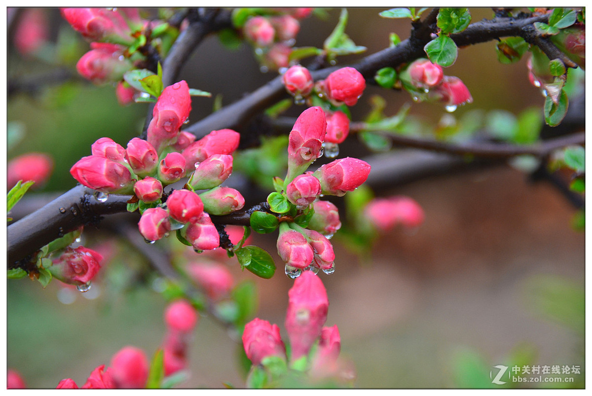 生态摄影春雨中的海棠花