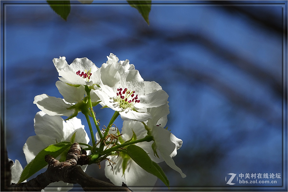【  洁白的山梨花  】——HX400拍摄