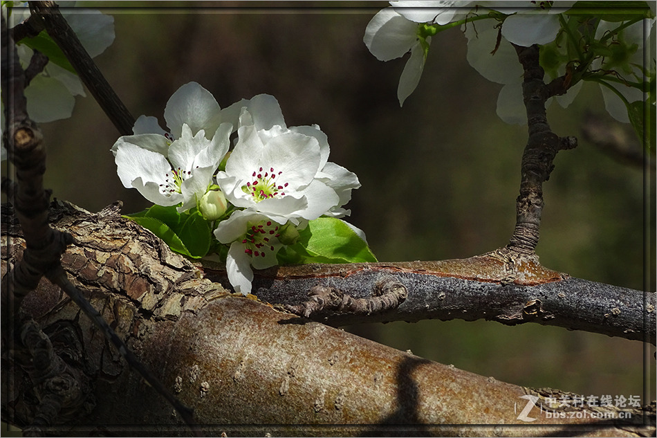 【  洁白的山梨花  】——HX400拍摄
